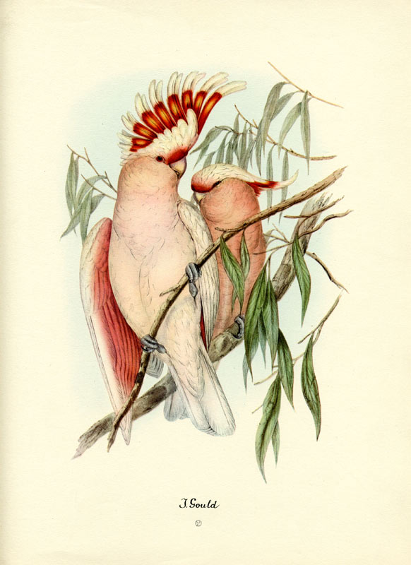 Vintage reproductions of John Gould birds by Sidney Z. Lucas from the 1940s
